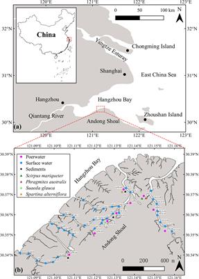 Porewater-Derived Blue Carbon Outwelling and Greenhouse Gas Emissions in a Subtropical Multi-Species Saltmarsh